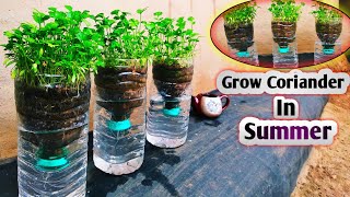 How To Grow Coriander In Summer Season || Garmi Mein Dhaniya Kaise Ugaye #trending #corinder