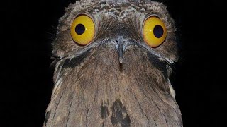 What do you know about the potoo bird by The World of Animals 289 views 1 year ago 1 minute, 5 seconds