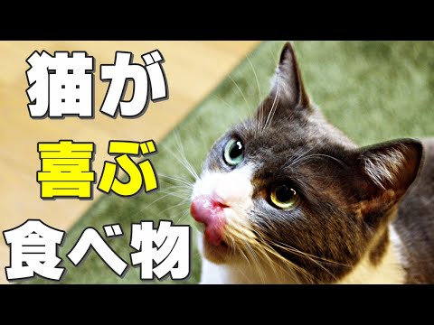 【保護猫】猫が本当に喜ぶ食べ物は何？猫が好きな食べ物紹介！食べると危険な食べ物も解説