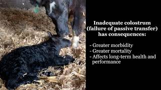 Cow Tip Tuesday General Calving