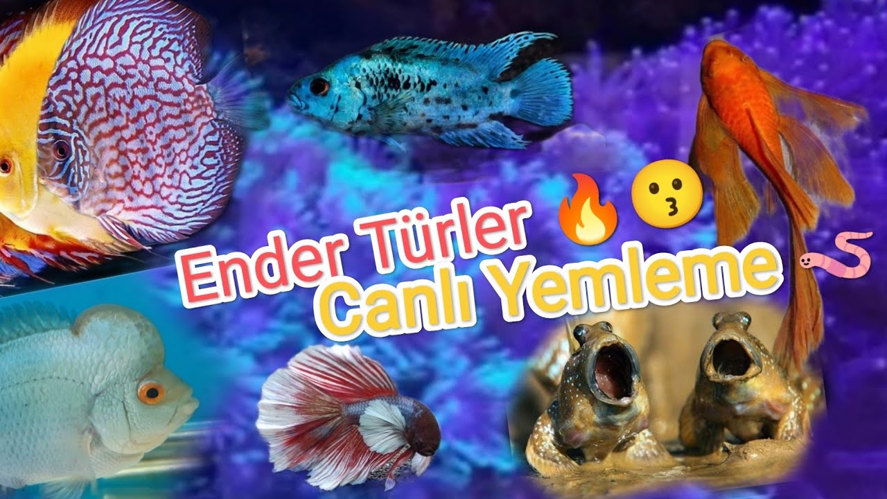 Akvaryum Balıkları Son Durum.Discus, BitkiliTank,Fahaka Puffer, Flowerhorn, Çamur Zıpzıpı #vlog