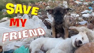 Rescue the sick dog abandoned in the landfill. I'm dying, save me. by Home Pet 28,201 views 1 year ago 8 minutes, 2 seconds