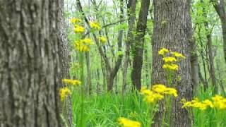 Yellow Forest Flowers in Spring | FREE NATURE STOCK FOOTAGE @visualizefreestockfootage5369