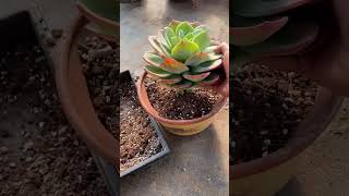How to Repot Succulents the Right Way | Step-by-Step Guide 🌱✨