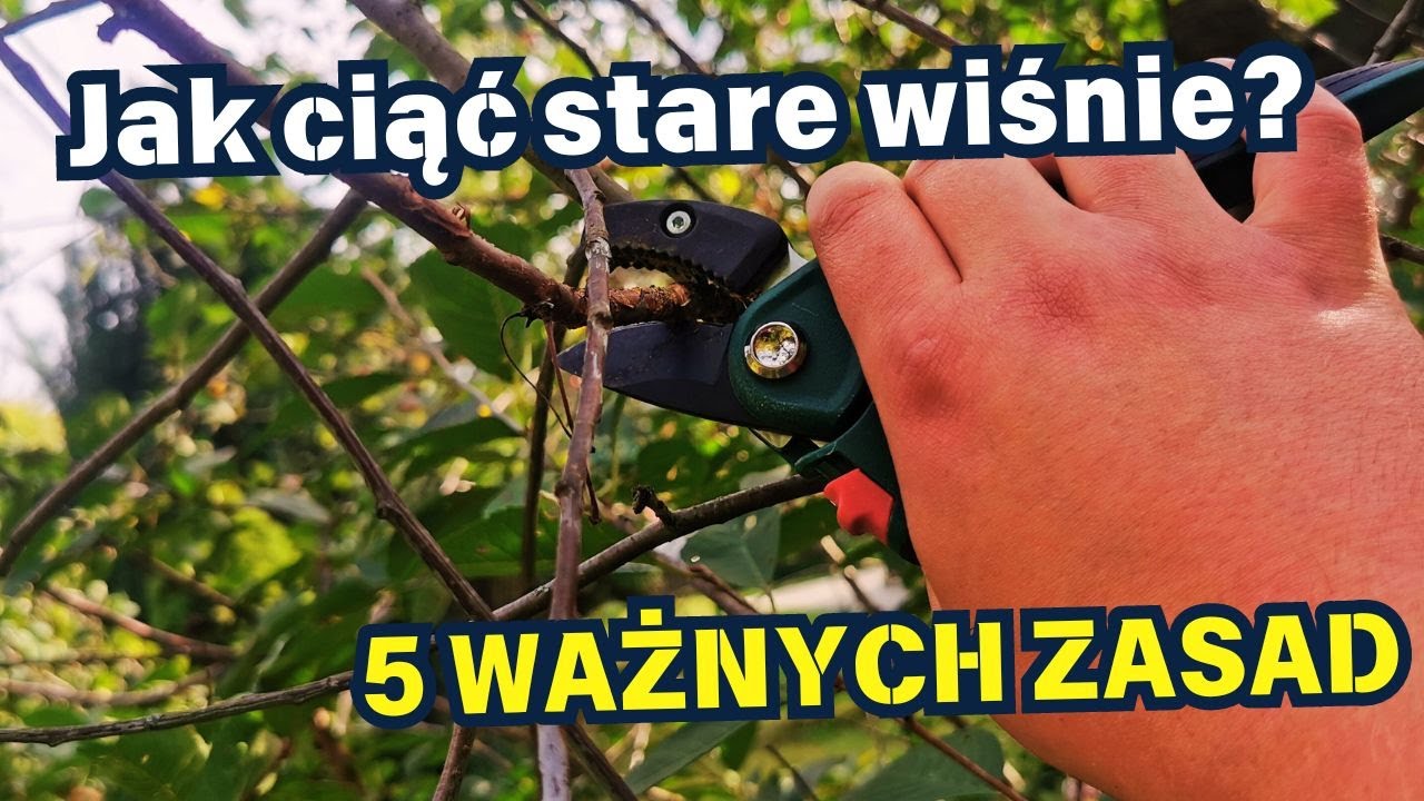 JAK CIĄĆ STARE WIŚNIE? 🍒 🌳 ✂️