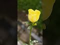 Blooming steps of Portulaca #flowers #amazing #loving #chaleya #viralsong #shorts #happyvibes