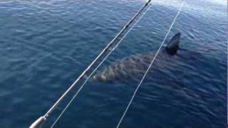 18+ Ft Great White Shark Stalks Boat on video (part 1)