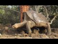 Visiting Lonesome George at the Charles Darwin Station