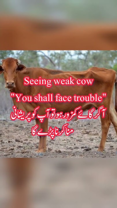 seeing-cow-in-dream-in-islam-seeing-cow-in-dream-islam-youtubeshorts