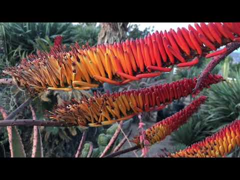 Video: Does aloe bloom: description, features of flowering, care, photo