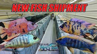 HUGE New Fish Shipment Just added to the website, lots of beautiful males in stock, April 20th 2024