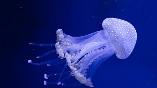 The Enchanting World of Jellyfish: A Deep Dive into Nature's Ethereal Beauties