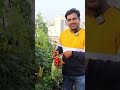 mini daliya