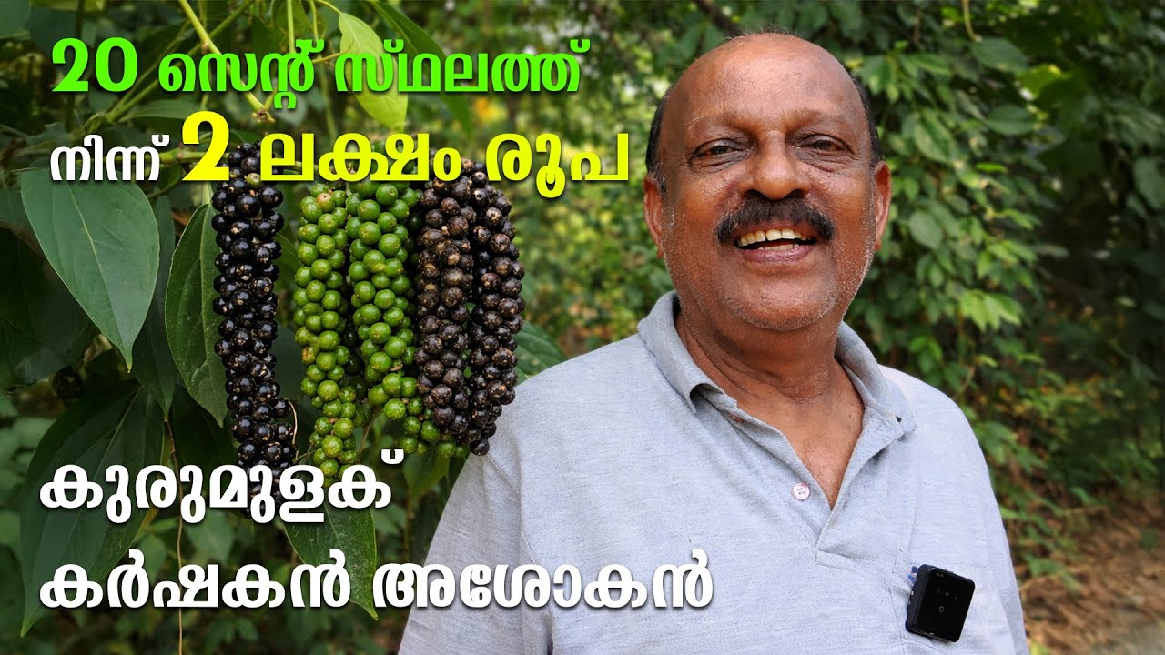 20 സെന്റിൽ നിന്ന് 2 ലക്ഷം രൂപ! 😲 | അശോകൻ – കുരുമുളക് കർഷകൻ
