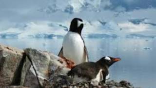 Heartbreaking! Ultimate Penguin Sacrifice - Life in the Freezer