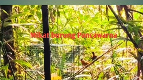 #2 Hari ke-2 Dihutan sumatera memikat burung panca warna #jombapetualang