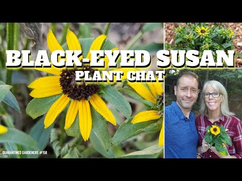 Video: Black Eyed Susan Flower: Savjeti za uzgoj Black Eyed Susans