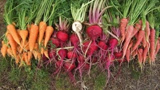 Beet and Carrot Harvest & Planting a Few Melons