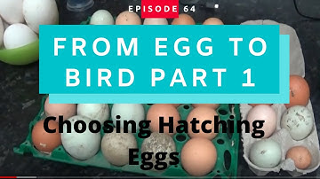 From Egg To Chicken (Pt. 1)Selecting eggs for hatching and setting in incubator
