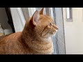 朝、急に猫が喋り始めた… The cat started talking