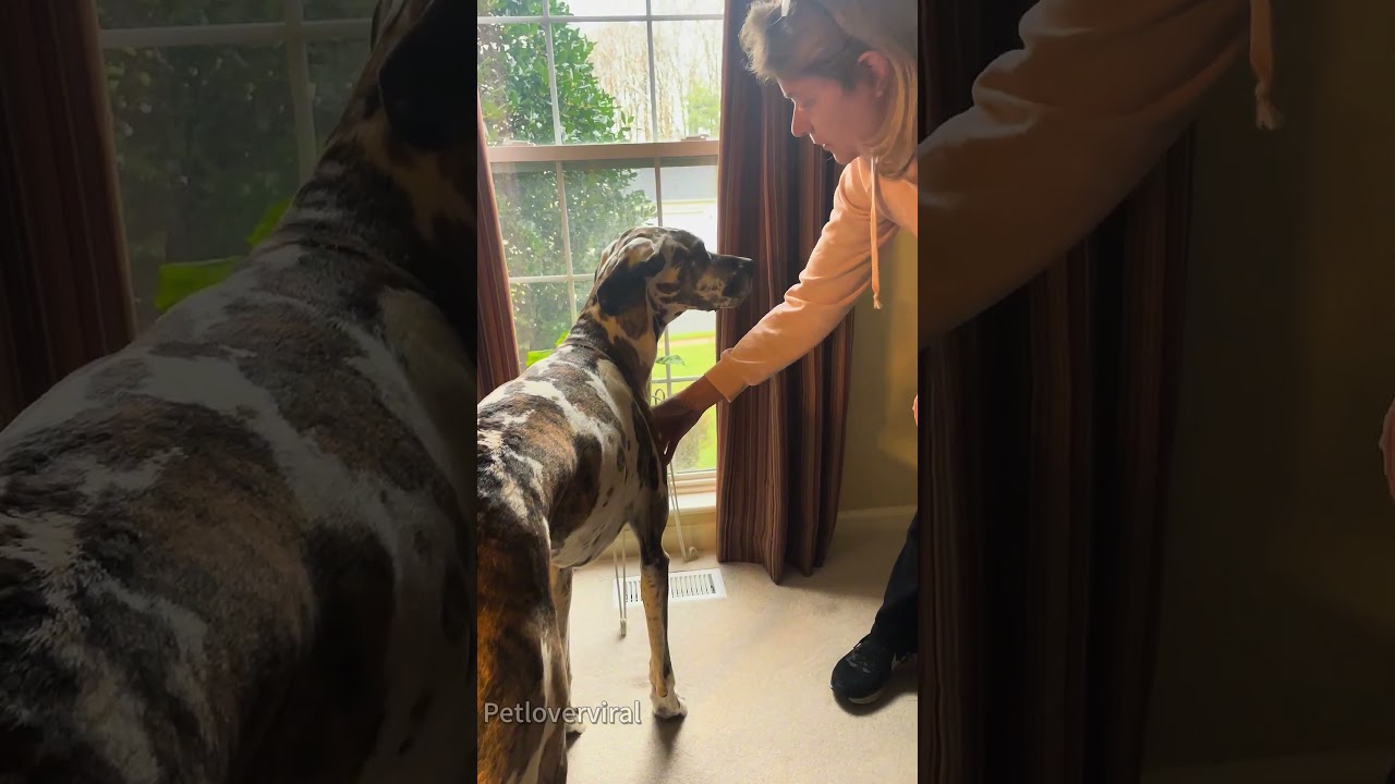 Забавный немецкий дог 