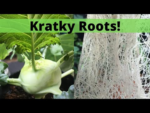 Unbelievable Kohlrabi Growth! | Refilling a Kratky Method Hydroponics Setup | Guten Yardening