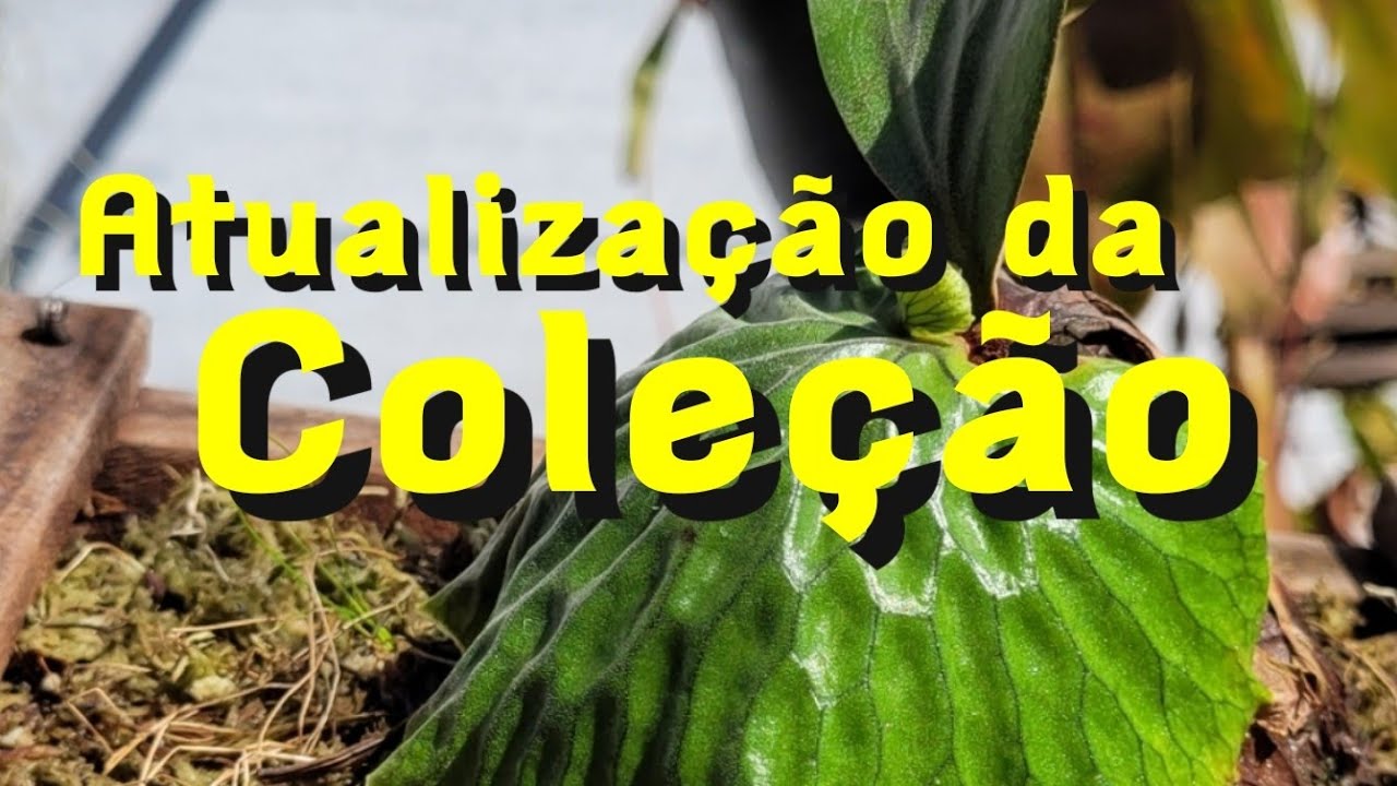Atualizando a coleção de Platycerium