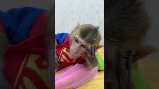 Monkey Enjoying a Perfect Spa Day! #shorts #funny #loveanimals