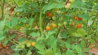Field to Plate – Virginia tomatoes