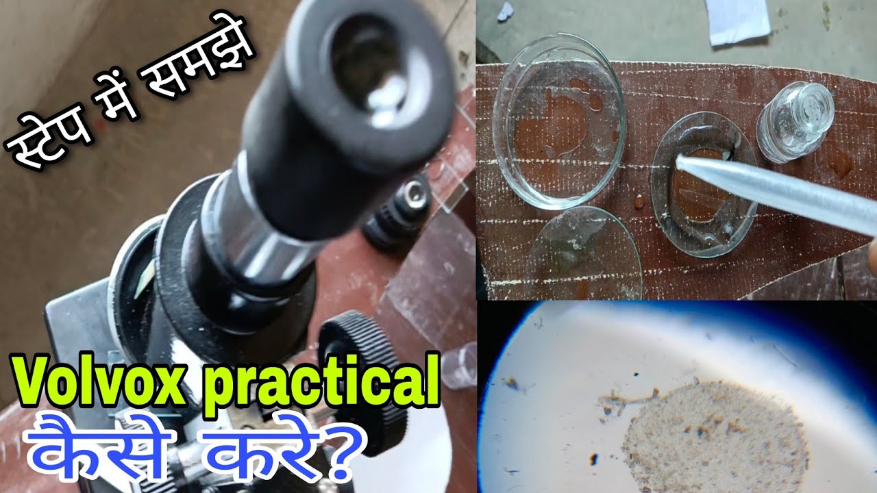 how  prepared algae slide,algae ki slide banaye, preparation of algae slide 