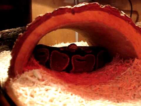 Black Back-Reduced Pattern Ball Python Update