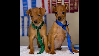T Pol's Puppies December 25 2023 by Little Trucker Kennel, Miniature Pinschers 328 views 4 months ago 6 minutes, 32 seconds