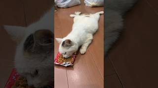 Aku punya kucing jelek vs malas 🤣 #cat #cute #trending #kucinglucu #viral #comedy
