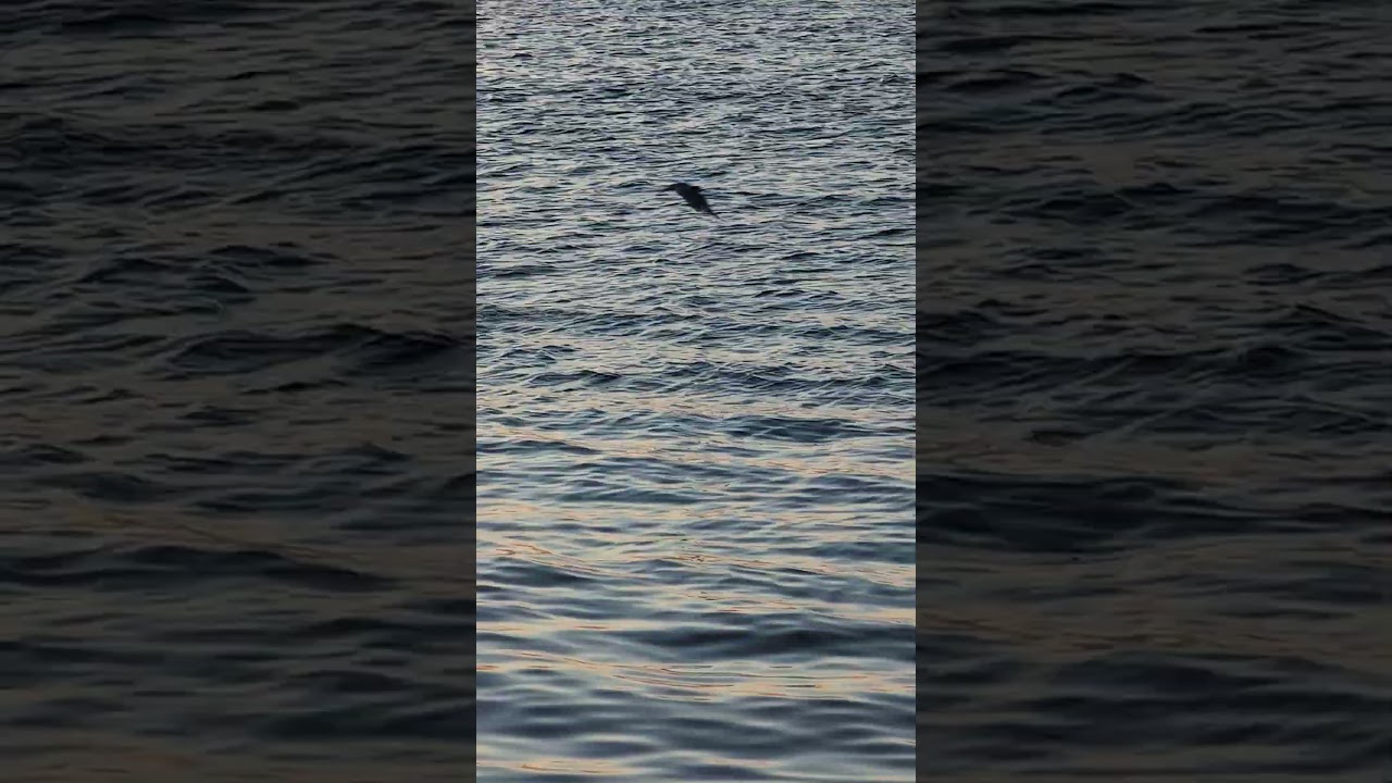 Bird diving in Bay for food