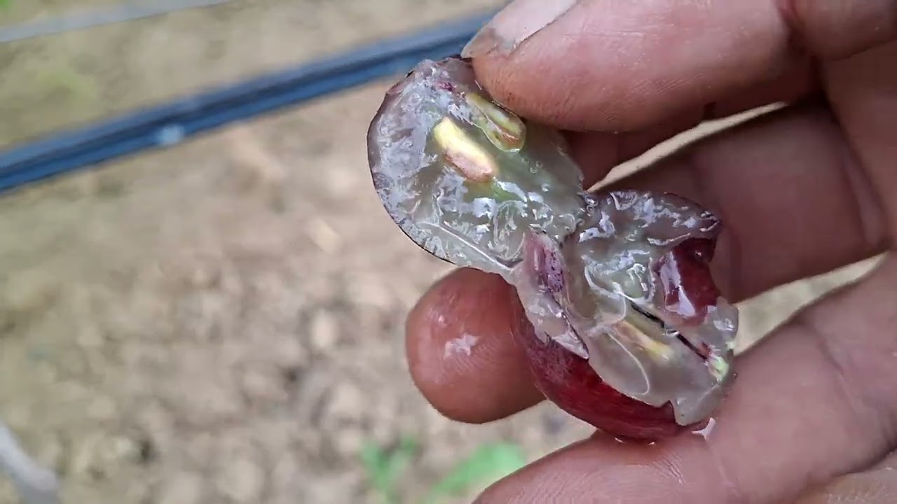 Szőlőhegyen 5.rész! 2025.08.29. Akademik, Super 887, Ikar, Bazsena, Zlato Muskat