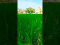 धान का खेत 🌾#naturalviews #viralvideo #farmers#viralvideo #shorts