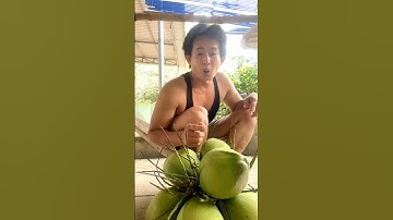 Khám phá quả dừa ngọt nước nhất miền quê | trái cây độc lạ #shorts #caydua #traicay #muagiobacquetoi
