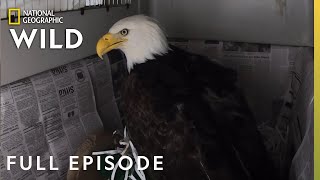 Fly Like an Eagle (Full Episode) | Alaska Animal Rescue