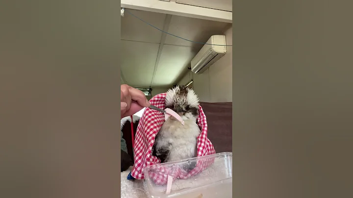 My kookaburra eating on his own in after 3 days so...