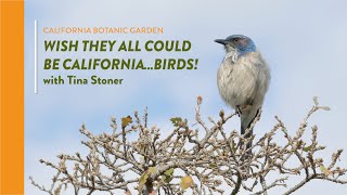 アメリカコガラ ヴィンテージ ステンドグラス 全米野生生物連盟 木の実 Wish They All Could Be CaliforniaBIRDS! - YouTube