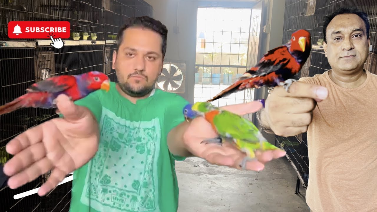 how to breed rainbow lorikeets | lorikeet breeding season | Lorikeet Parrot