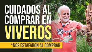 PRECAUCIONES A LA HORA DE ADQUIRIR PLANTAS O ÁRBOLES EN VIVEROS *Nos estafan* | Jairo Restrepo 🐮🌿 by Jairo Restrepo Rivera 39,026 views 1 year ago 9 minutes, 22 seconds