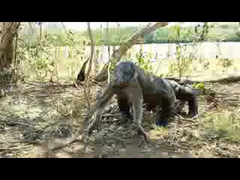 komodo dragon eats monkey youtube