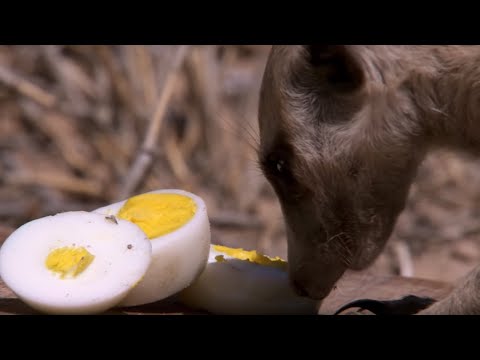 What&rsquo;s a Meerkat&rsquo;s Favourite Food? | BBC Earth