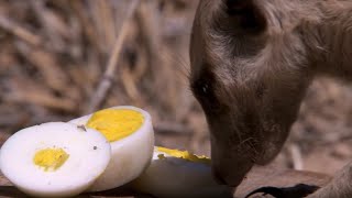 What Is A Meerkat's Favourite Food? | BBC Earth