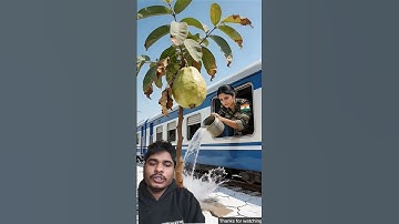 Lady Soldier saved the guava tree from drying up by watering it#save #watering#ai #plants27K