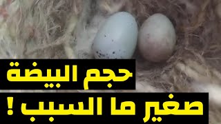 سبب وضع الانثى بيضة واحدة و صغيرة في الحجم