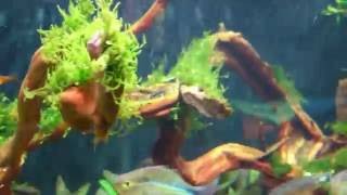 Large planted aquarium with kessil 360 tuna sun x3 on 220 gallon tank