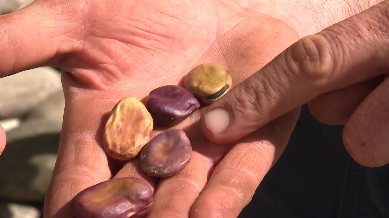 PrioriTerre [le Doc]. Semences paysannes, le réseau EDULIS et ses partenaires