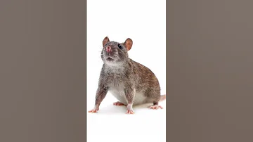 Rat Sound 